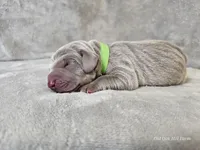 Kovu - AKC, a male Weimaraner for sale in Bois D Arc, MO – Photo 4 of 10