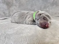 Kovu - AKC, a male Weimaraner for sale in Bois D Arc, MO – Photo 3 of 10