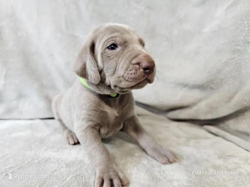 Kovu - AKC – Weimaraner puppy for sale in Bois D Arc, MO