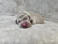 Kovu - AKC, a male Weimaraner for sale in Bois D Arc, MO – Photo 6 of 10