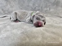 Kovu - AKC, a male Weimaraner for sale in Bois D Arc, MO – Photo 9 of 10