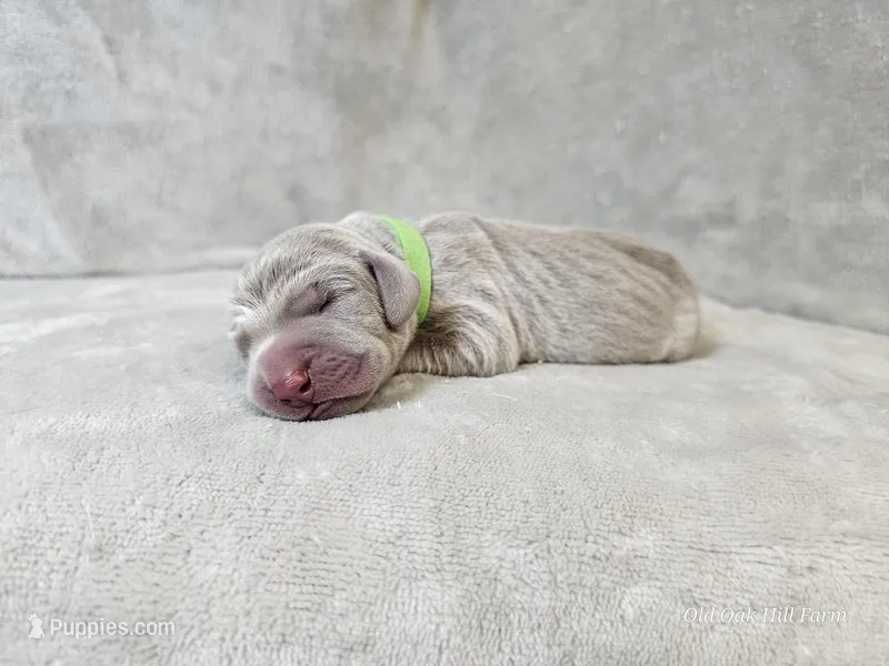 Kovu - AKC – Weimaraner puppy for sale in Bois D Arc, MO