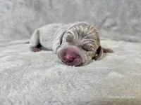 Kovu - AKC, a male Weimaraner for sale in Bois D Arc, MO – Photo 7 of 10