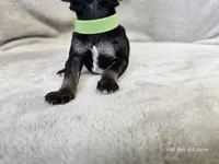 Rhysand, a male Schnoodle for sale in Bois D Arc, MO – 4 of 10