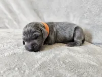 Kobalt- AKC, a male Weimaraner for sale in Bois D Arc, MO – 7 of 10