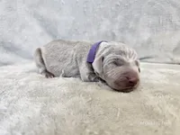 Kamea - AKC, a female Weimaraner for sale in Bois D Arc, MO – 9 of 10