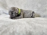 Cayson - AKC, a male Weimaraner for sale in Bois D Arc, MO – 10 of 10