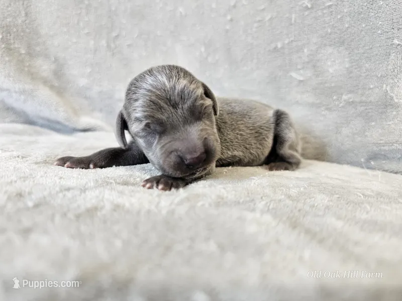 Cayson - AKC – Weimaraner puppy for sale in Bois D Arc, MO
