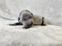 Cayson - AKC, a male Weimaraner for sale in Bois D Arc, MO – 1 of 10
