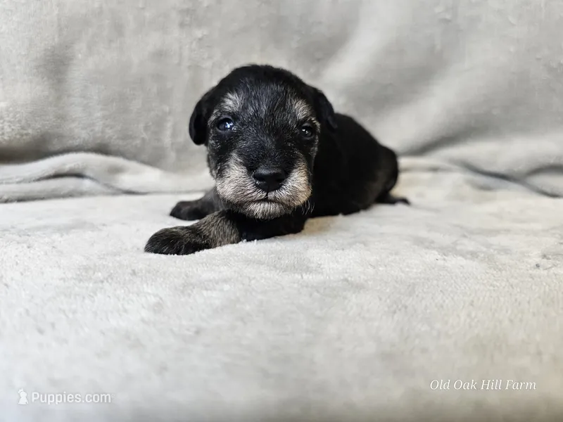 Rhysand – Schnoodle puppy for sale in Bois D Arc, MO