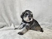 Azriel, a male Schnoodle for sale in Bois D Arc, MO – 6 of 10