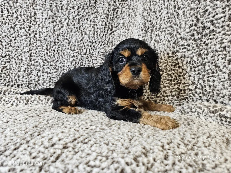 Duke - FULL AKC – Cavalier King Charles Spaniel puppy for sale in Bois D Arc, MO