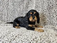 Duke - FULL AKC, a male Cavalier King Charles Spaniel for sale in Bois D Arc, MO – 1 of 10