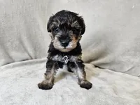 Cassian, a male Schnoodle for sale in Bois D Arc, MO – 3 of 10