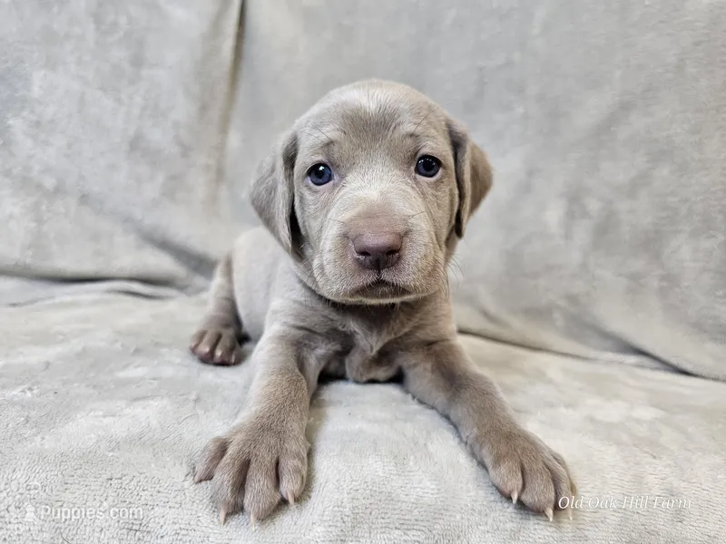 Patience - AKC – Weimaraner puppy for sale in Bois D Arc, MO