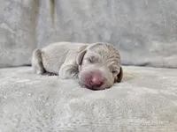 Patience - AKC, a female Weimaraner for sale in Bois D Arc, MO – Photo 9 of 10