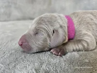 Patience - AKC, a female Weimaraner for sale in Bois D Arc, MO – Photo 10 of 10