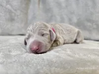 Patience - AKC, a female Weimaraner for sale in Bois D Arc, MO – Photo 4 of 10