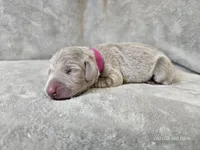 Patience - AKC, a female Weimaraner for sale in Bois D Arc, MO – Photo 6 of 10