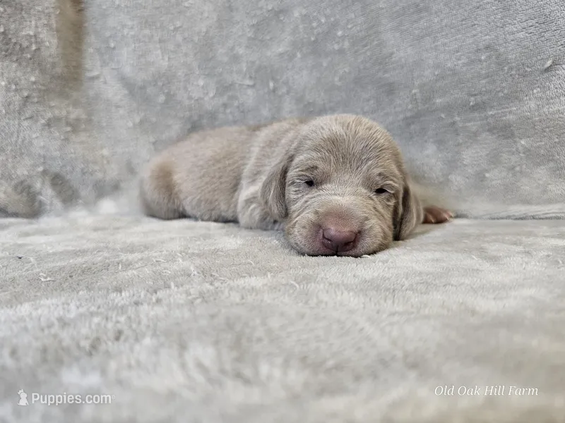 Patience - AKC – Weimaraner puppy for sale in Bois D Arc, MO