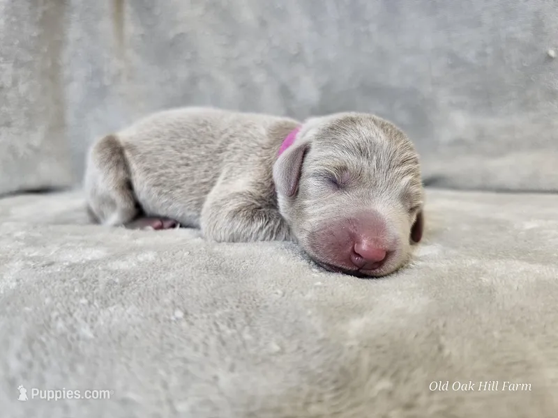 Patience - AKC – Weimaraner puppy for sale in Bois D Arc, MO