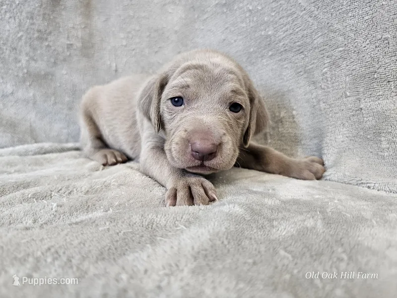 Patience - AKC – Weimaraner puppy for sale in Bois D Arc, MO