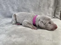 Patience - AKC, a female Weimaraner for sale in Bois D Arc, MO – Photo 8 of 10