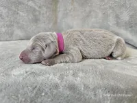 Patience - AKC, a female Weimaraner for sale in Bois D Arc, MO – Photo 7 of 10