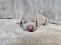 Patience - AKC, a female Weimaraner for sale in Bois D Arc, MO – Photo 3 of 10