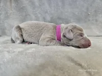 Patience - AKC, a female Weimaraner for sale in Bois D Arc, MO – Photo 5 of 10