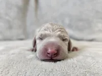 Patience - AKC, a female Weimaraner for sale in Bois D Arc, MO – Photo 2 of 10