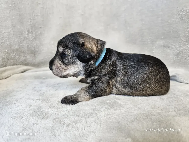 Azriel – Schnoodle puppy for sale in Bois D Arc, MO