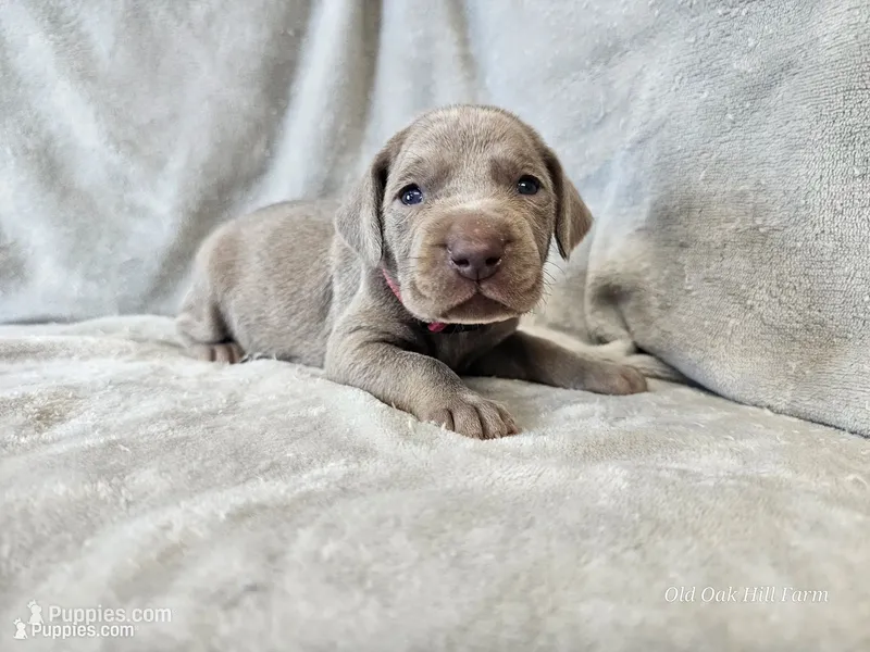 Kinzleigh - AKC – Weimaraner puppy for sale in Bois D Arc, MO
