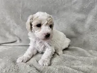 Yeti, a male Poochon for sale in Bois D Arc, MO – 2 of 10