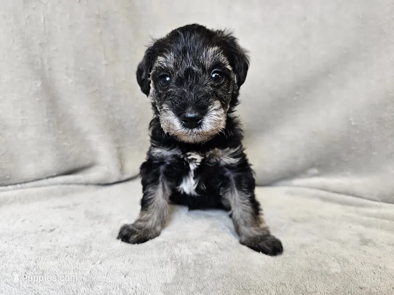 Rhysand – Schnoodle puppy for sale in Bois D Arc, MO
