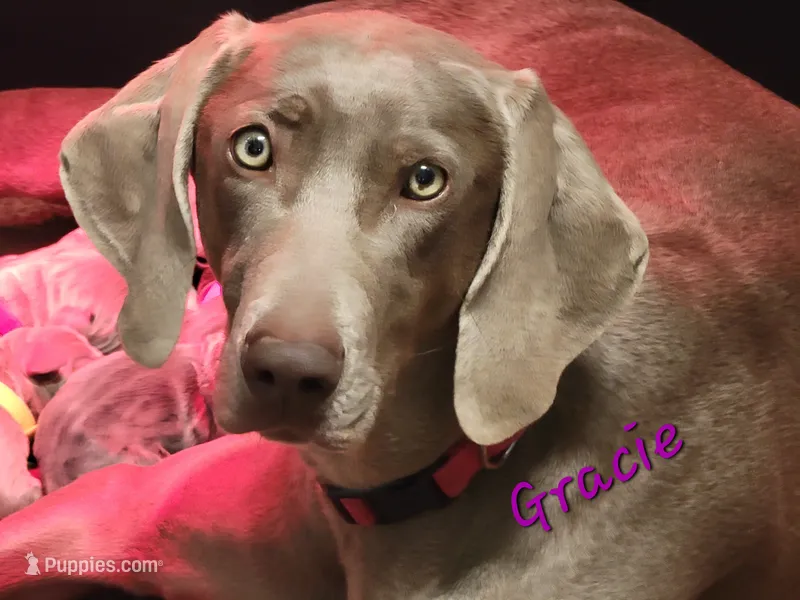 Gracie – Weimaraner puppy on hold in Bois D Arc, MO