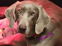 Gracie, a female Weimaraner for sale in Bois D Arc, MO – 1 of 3