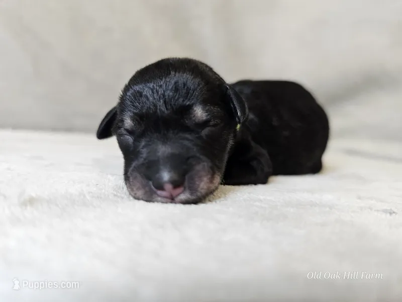 Rhysand – Schnoodle puppy for sale in Bois D Arc, MO