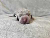 Kincaid - AKC, a male Weimaraner for sale in Bois D Arc, MO – 10 of 10