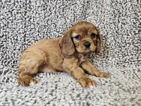 Duchess - FULL AKC, a female Cavalier King Charles Spaniel for sale in Bois D Arc, MO – 9 of 10