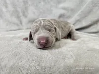 Suri - AKC, a female Weimaraner for sale in Bois D Arc, MO – 4 of 10