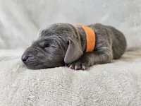 Kobalt- AKC, a male Weimaraner for sale in Bois D Arc, MO – 2 of 10