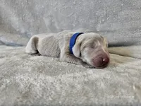 Crix - AKC, a male Weimaraner for sale in Bois D Arc, MO – 10 of 10