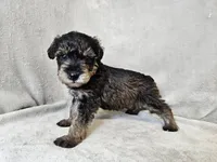 Cassian, a male Schnoodle for sale in Bois D Arc, MO – 10 of 10