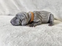 Khaizer - AKC, a male Weimaraner for sale in Bois D Arc, MO – 5 of 10
