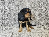 Duke - FULL AKC, a male Cavalier King Charles Spaniel for sale in Bois D Arc, MO – 10 of 10