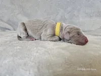 Krescent- AKC, a female Weimaraner for sale in Bois D Arc, MO – 2 of 10