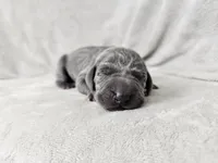 Skye - AKC, a female Weimaraner for sale in Bois D Arc, MO – 2 of 10