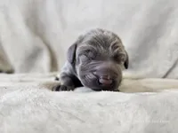 Monty - AKC, a male Weimaraner for sale in Bois D Arc, MO – 7 of 10