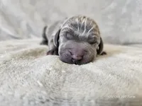 Kanyon - AKC, a male Weimaraner for sale in Bois D Arc, MO – 4 of 10